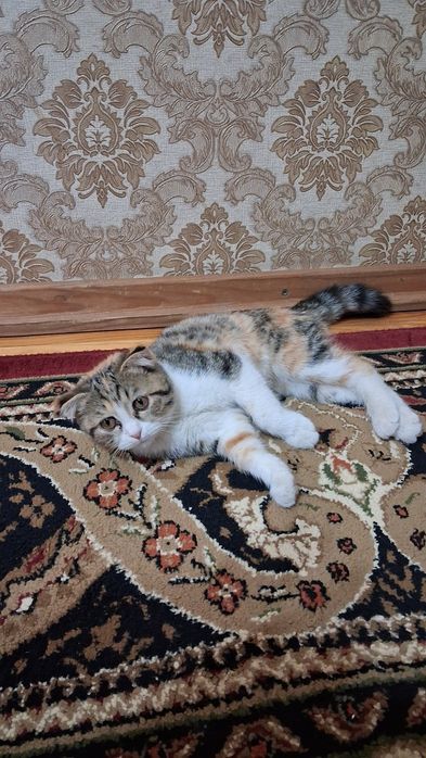 Мушук боласи  клоги кийшик