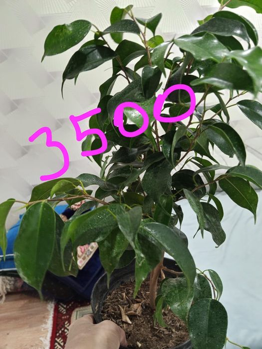 Домашние светы на продаж