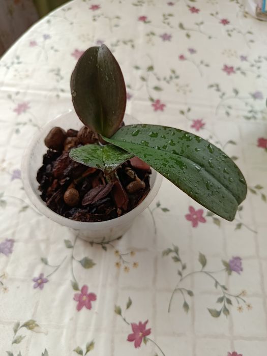 Молодая орхидея .