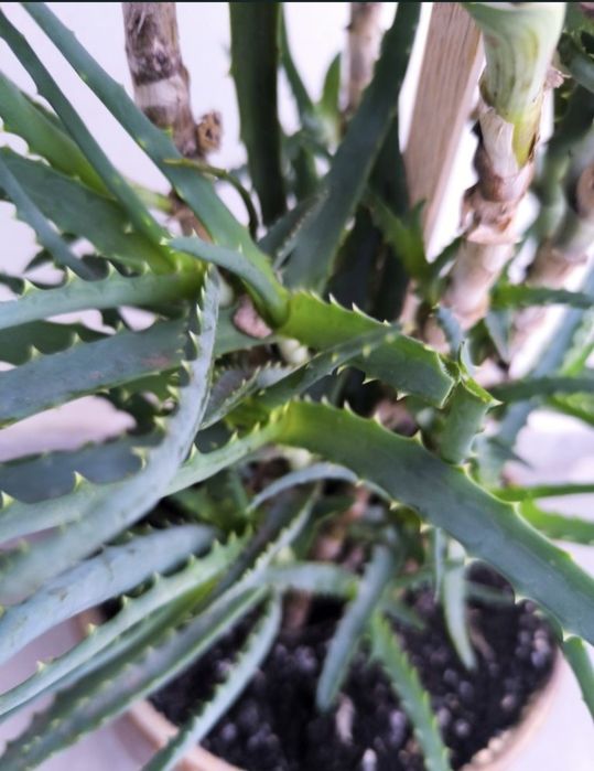 Vind Aloe Vera 5 ani
