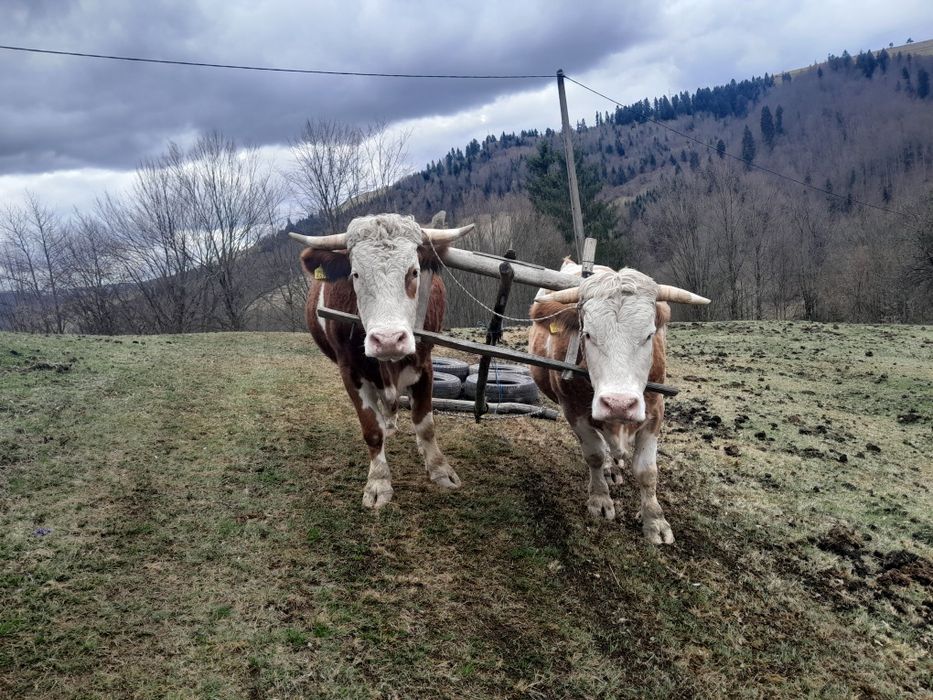 Junci de vânzare