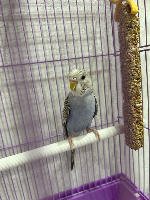 Продам волнистого попугая