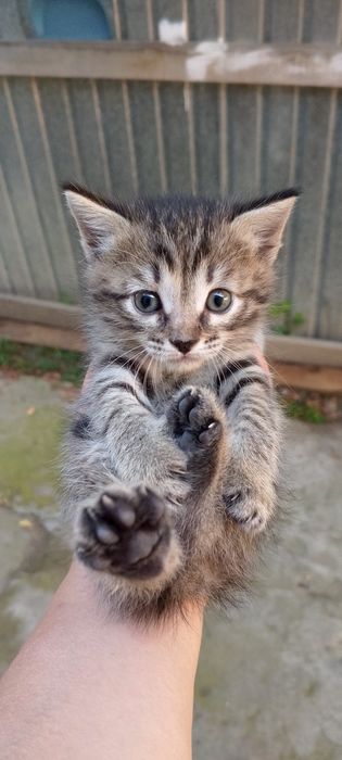 Отдам котят в добрые руки