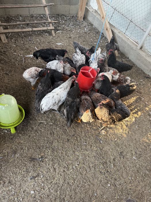 Cocosei wyandotte si australorp