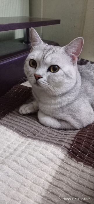 Кот британец прямоухий вязка