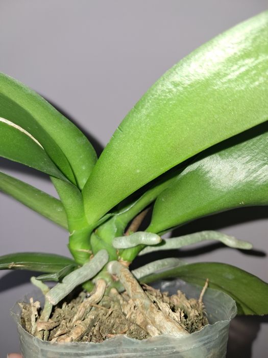 Орхидея Фаленопсис НЕ в цвету сейчас