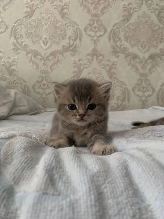 Котята вислоухии