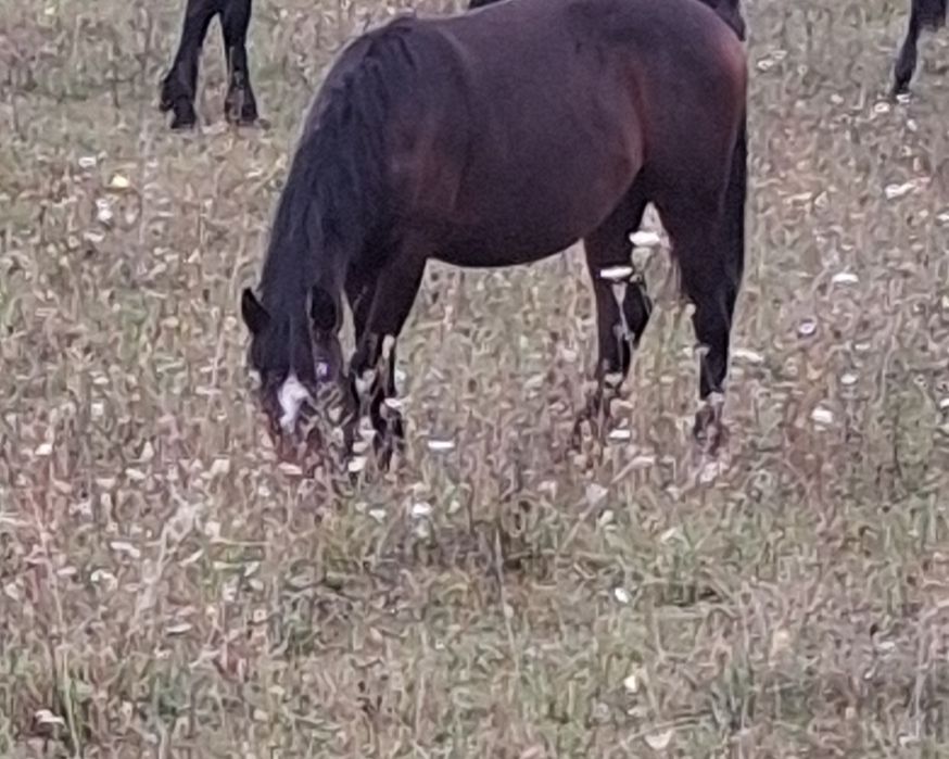 De vînzare iapă foarte grasă cu mînză de un an