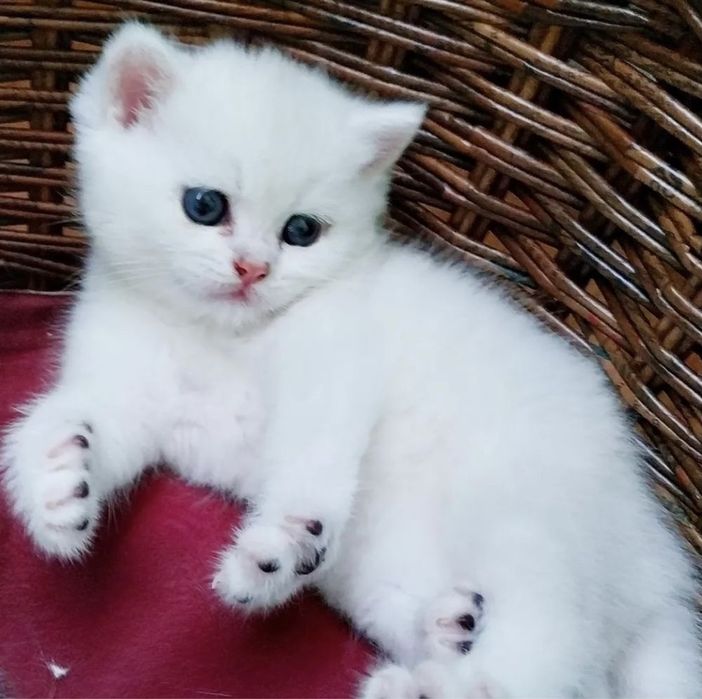 Продаются шикарные малыши. Девочка и малчик. Серебристая шиншилла ns12