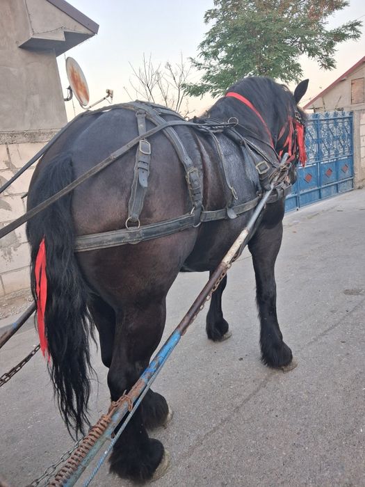 De vânzare mânză talie mare  de 3 ani jumate adusă recent din Polonia  cu acte