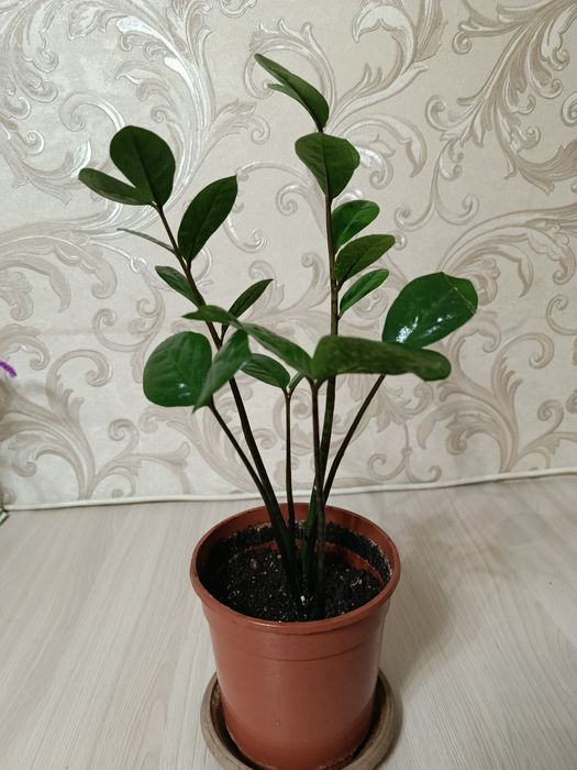 Домашние комнатные цветы