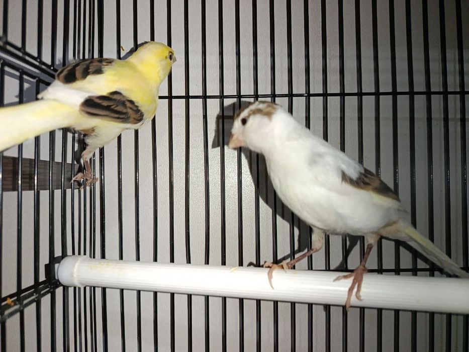 Kanareyka sotiladi  1 oydan 3 ,5 oygacha