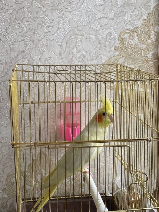 Папугай Корелла жёлтого цвета