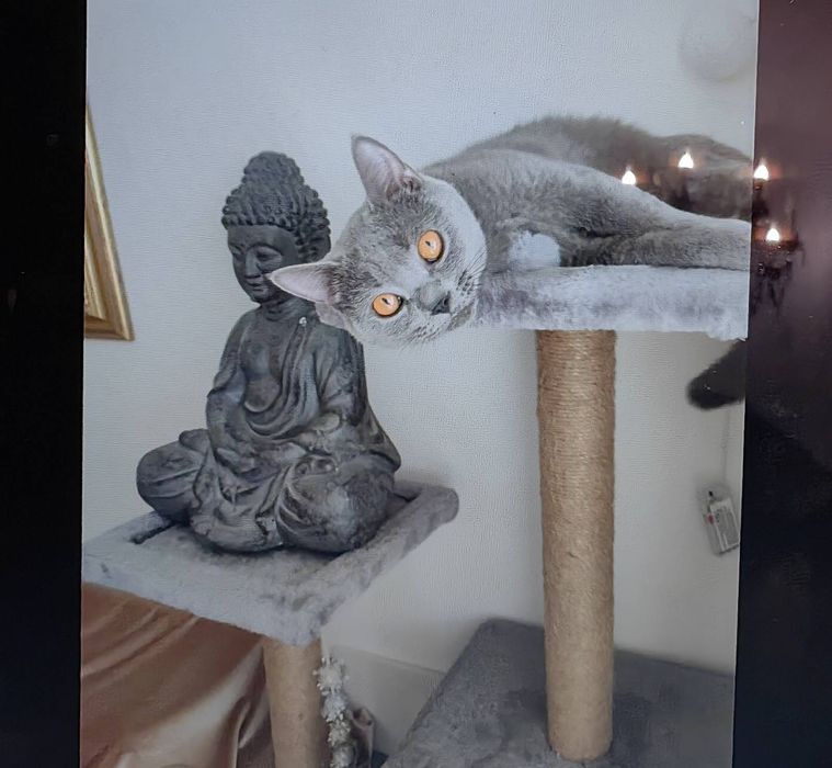 Британска котка, Породиста с паспорт