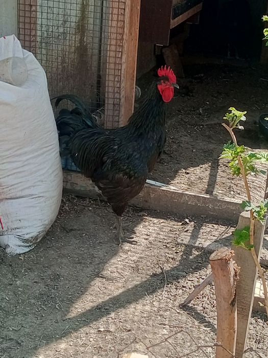 Петухи австролорп