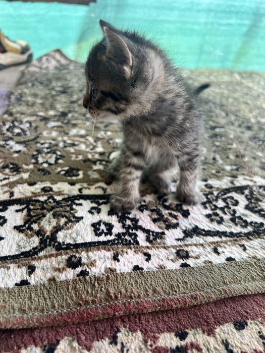 Котенок бесплатно