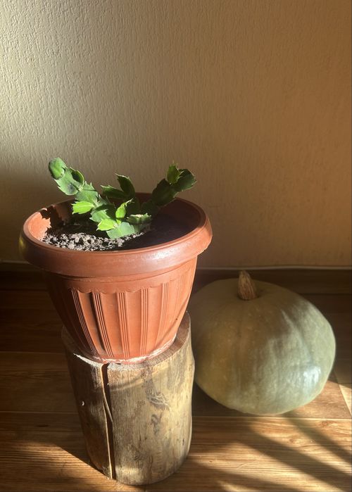 Продам цветок кактус Шлюмбергера( декабрист, Рождественник)