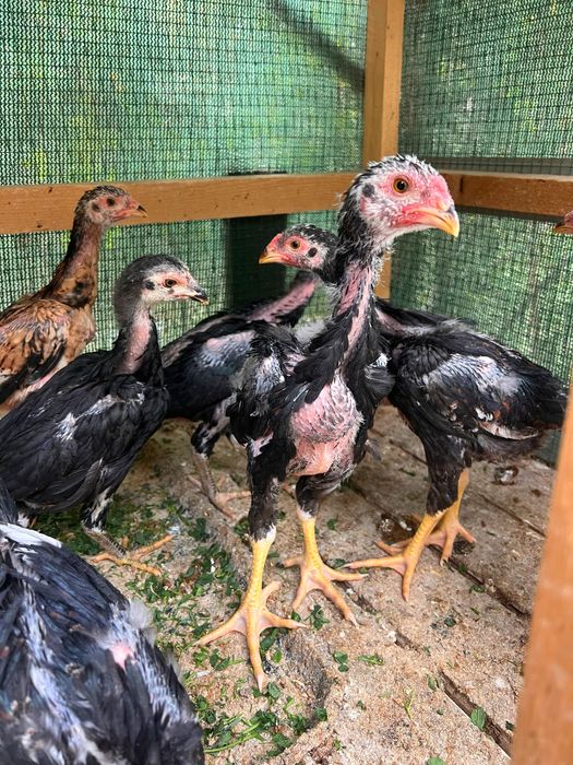 Жужалар сотиладии