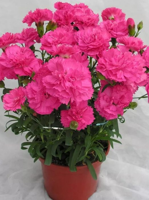 Цветы для офиса и дома