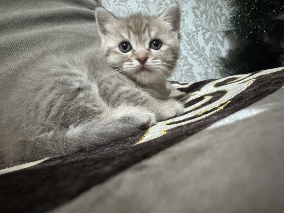 Шотланский котенок страйт девочка беж