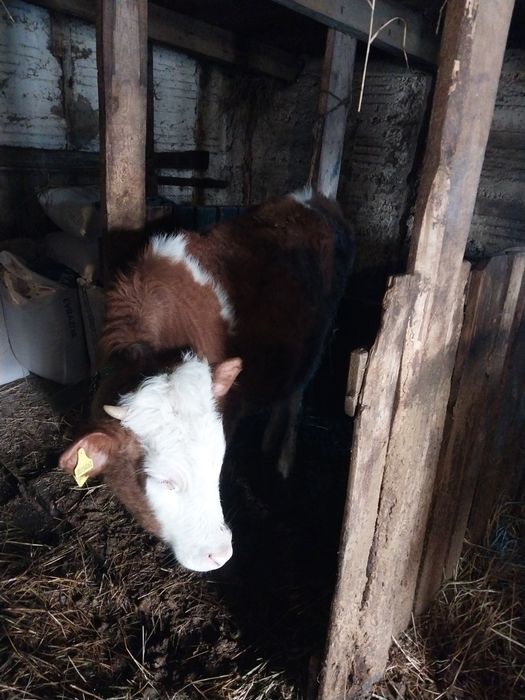 Продам тёлочек..