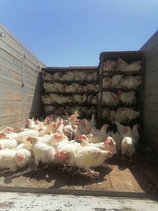 Продам Кур несушки Корал