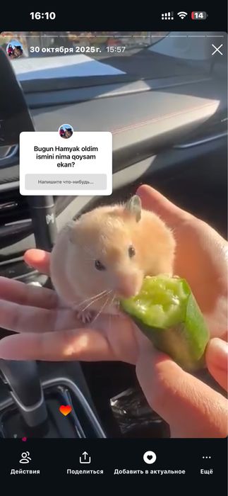 Shiringina Hamyak ismi mimi