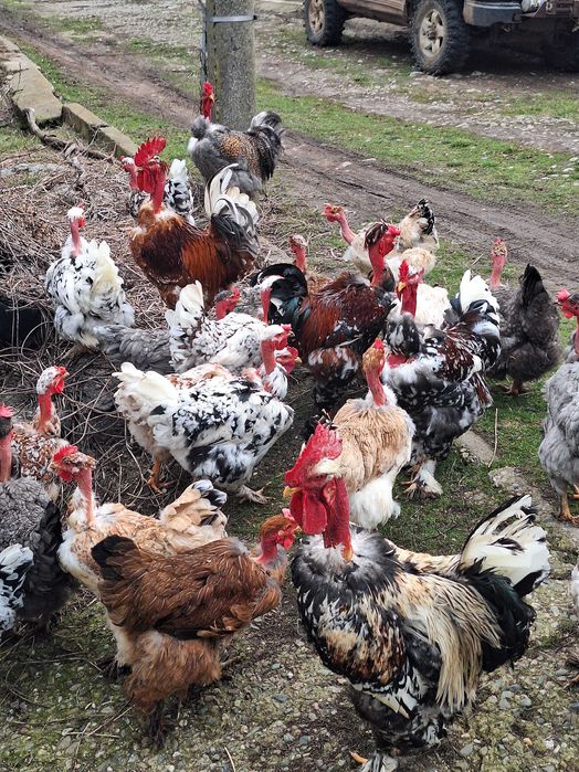 Продавам яйца от кокошки голошийки