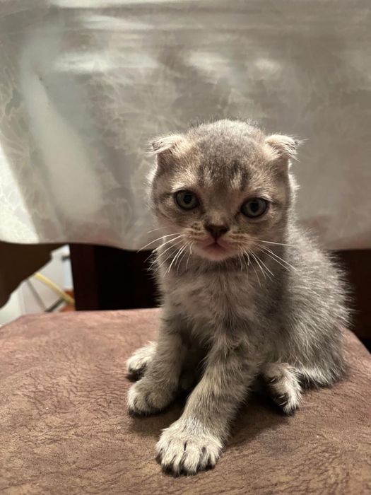 Котята вислоухие