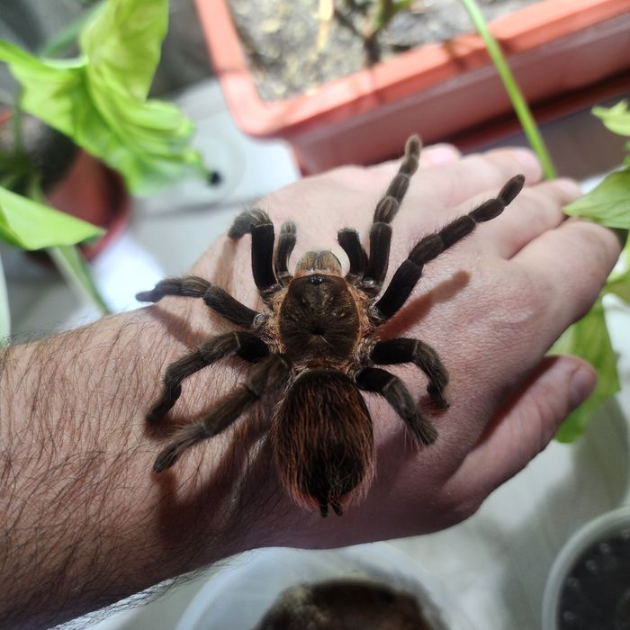 Паук Птициед Брахипельма