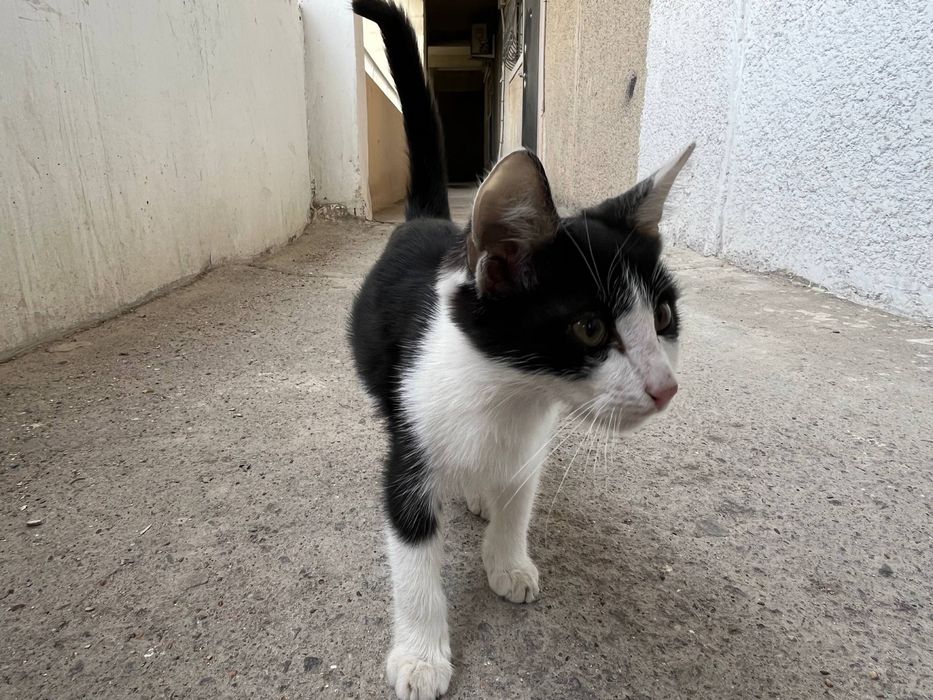 Ищу дом котенку, девочка, 3 месяца