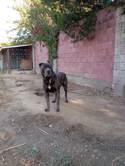 Кане Корсо вязка