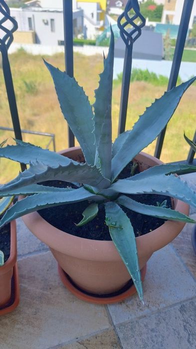 De vânzare agave, americane și albastre.