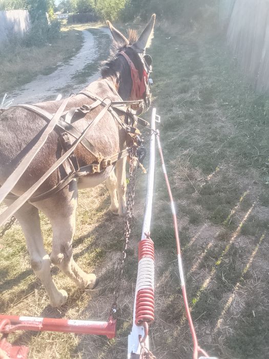 Măgar de vânzare sau schimb cu capre al dau cu totu rău sau schimb cu capre al dau cu totu