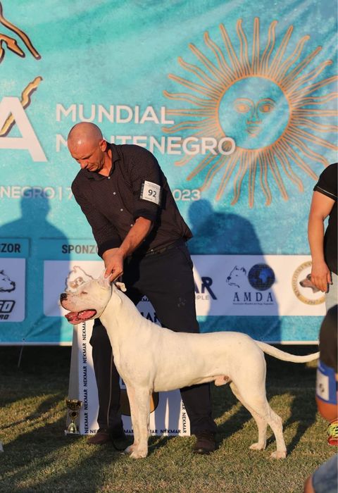 De vanzare pui Dogo Argentino