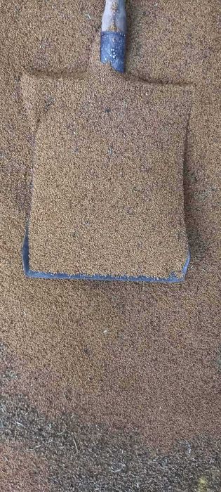 Продавам люцерново семе