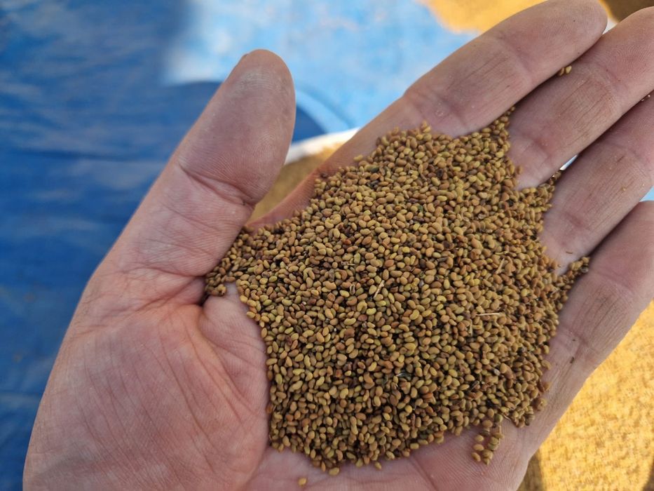 Продаю семена клевер