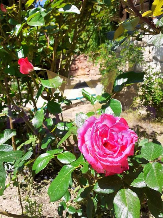 Продава се Парцел в с. Долище, Област Варна - 760 кв.м за 47 €/кв.м - Снимка #8