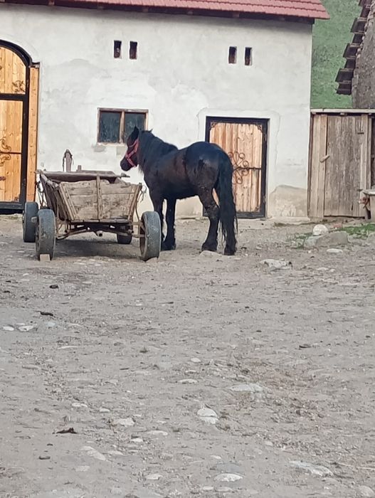 De vanzare 2 armasari