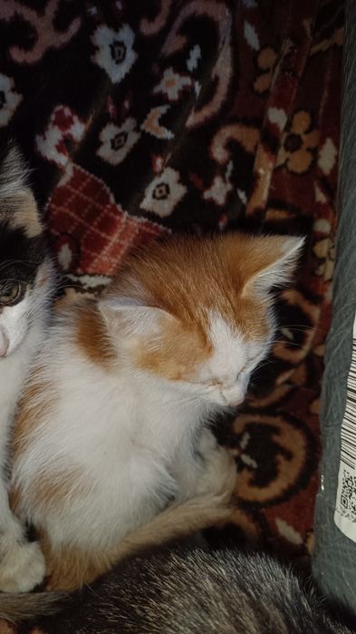 Отдам котят в добрые руки.