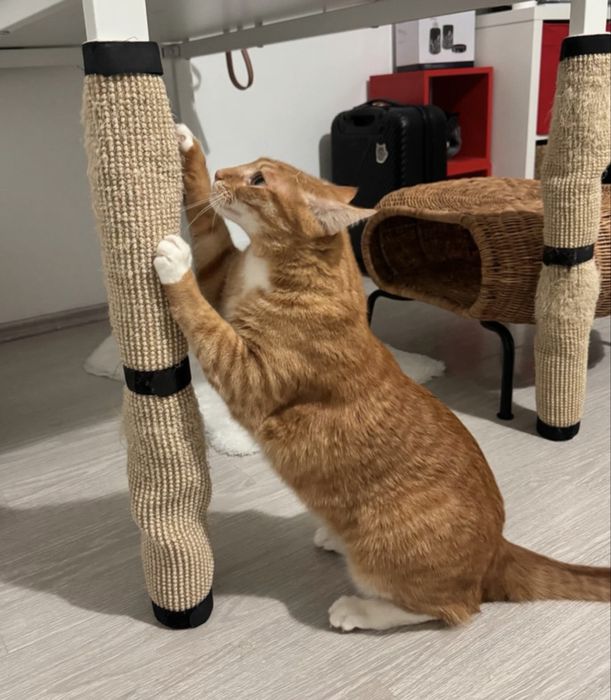 Covor pentru pisici (ascutit gheare)