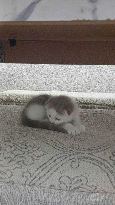 Шведская кошка белая