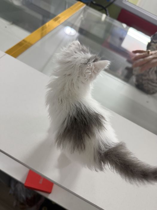 Отдам котенка в добрые руки