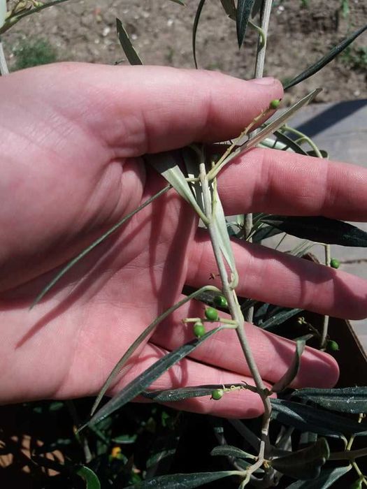 Маслина- налични 2 сорта