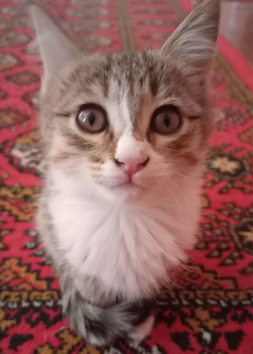 Yaxshi qizbola mushuk