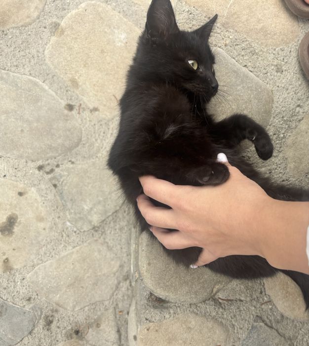 Motănel negru caută o familie iubitoare