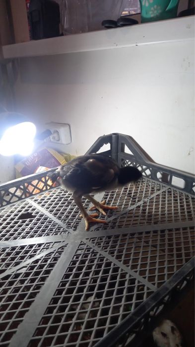 Продам цыплят дакан