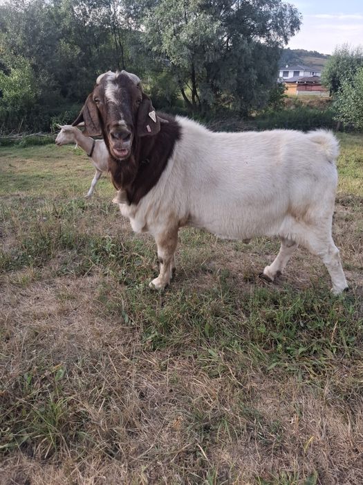Vand tap rasa Boer