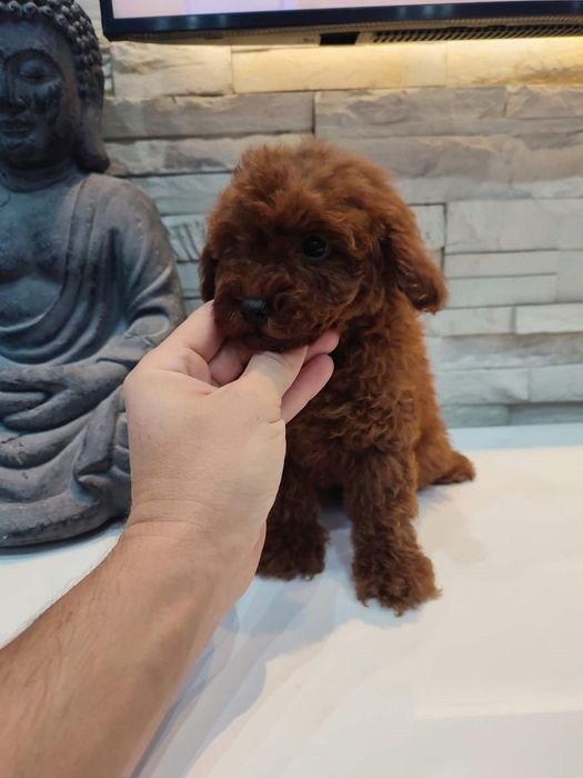 Пудел Той/Poodle Toy