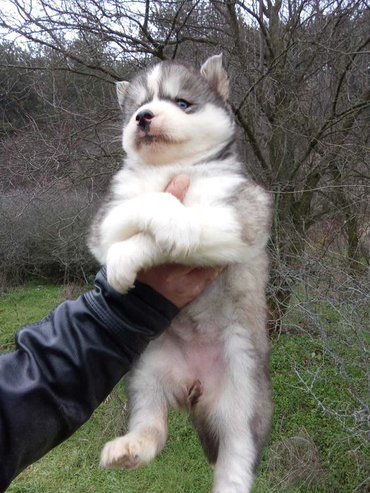 Сибирско хъски женско